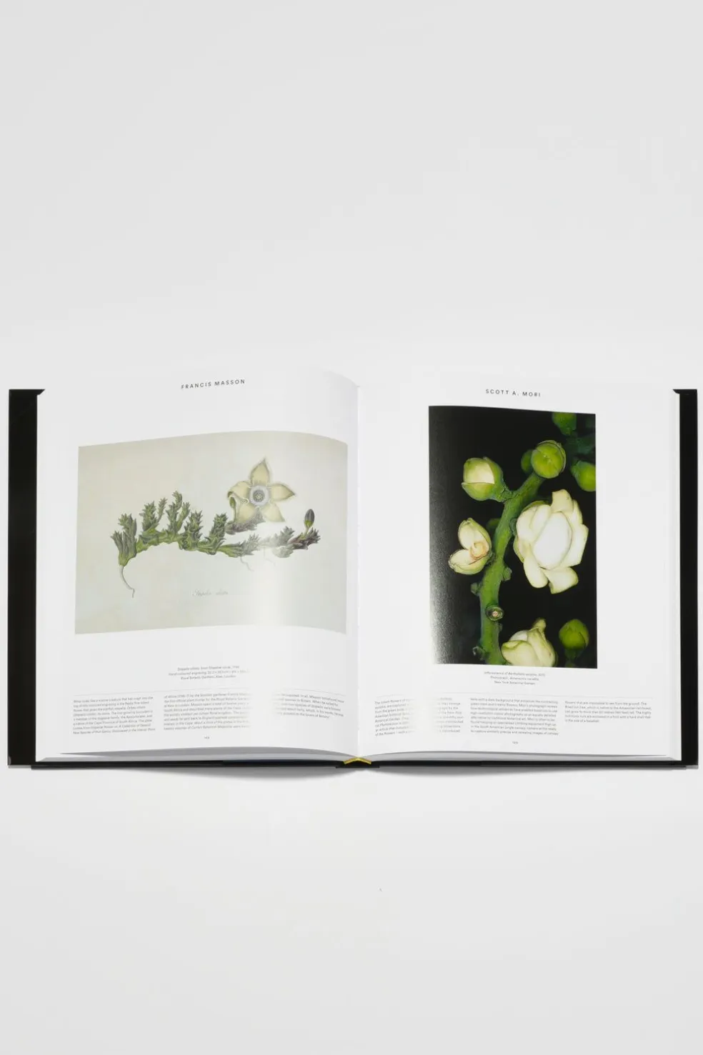 Plant: Exploring The Botanical World