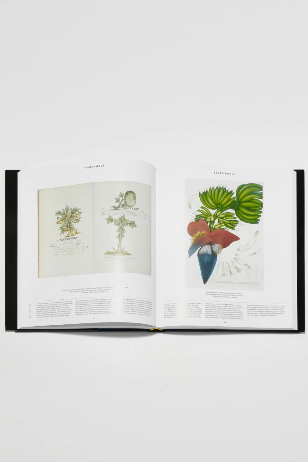 Plant: Exploring The Botanical World